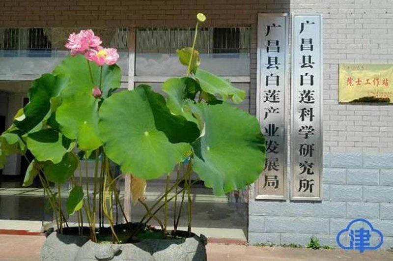 如何选择合适的冷光源批发供应商？